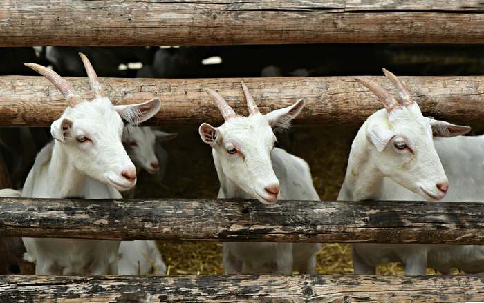 Домашние козы, фото животные фотография