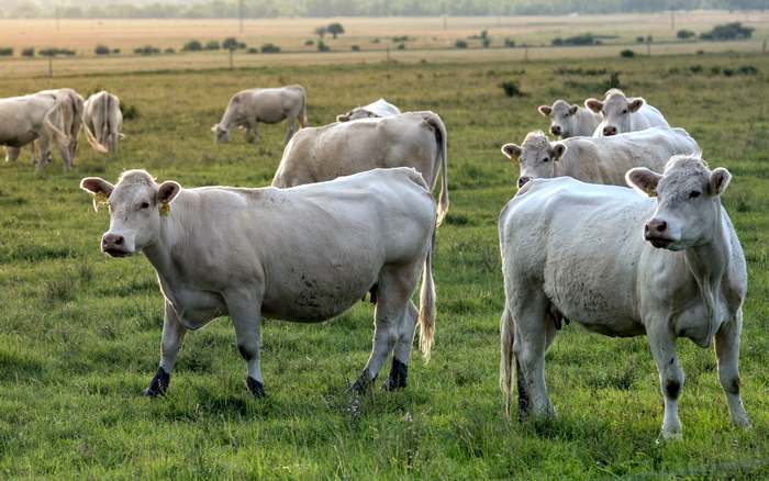 Домашние коровы, фото животные картинка
