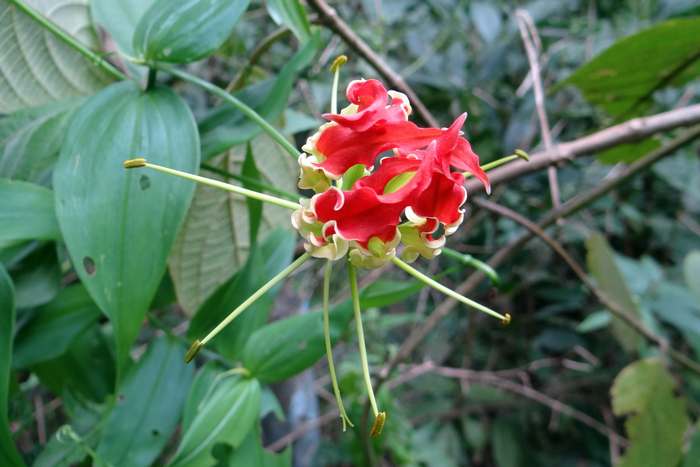 Глориоза роскошная (Gloriosa superba), фото фотография