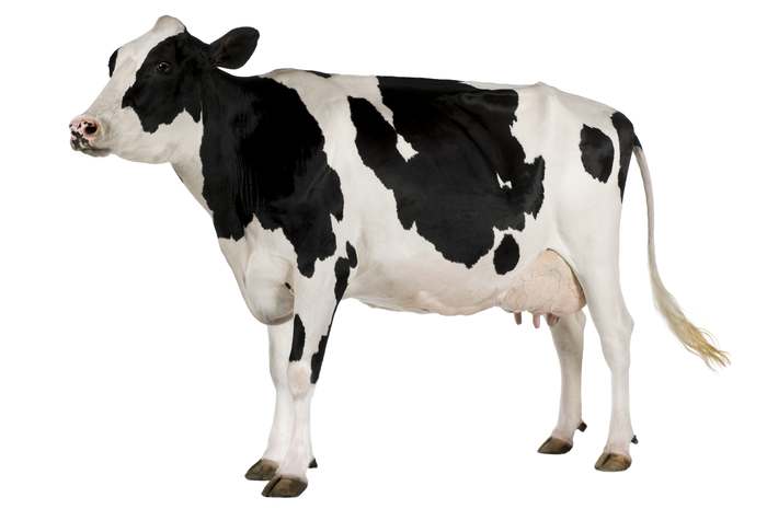 Голштинская порода коров, фото картинка фотография