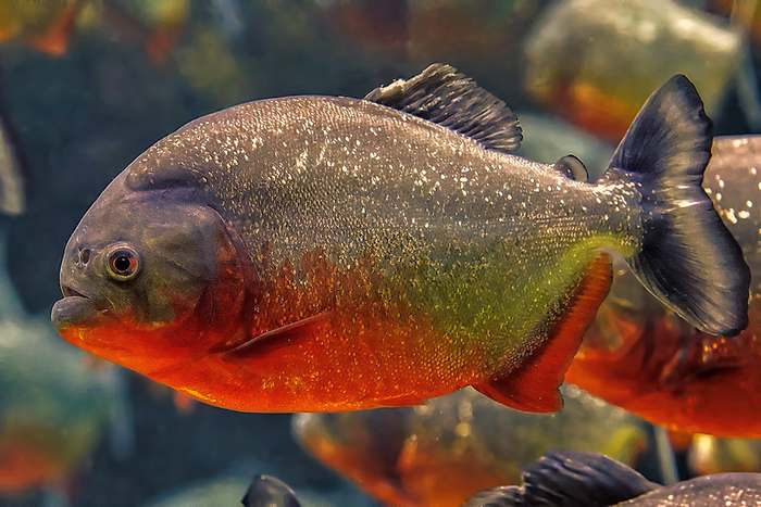 Пиранья Наттерера (Pygocentrus nattereri), фото рыбы картинка