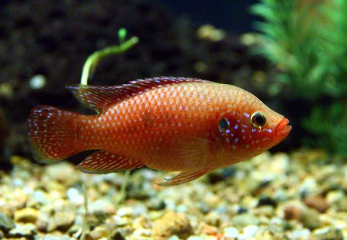 Хромис красавец (Hemichromis guttatus), фото цихловые рыбы фотография