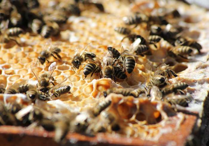 Пчелы на сотах, фото фотография