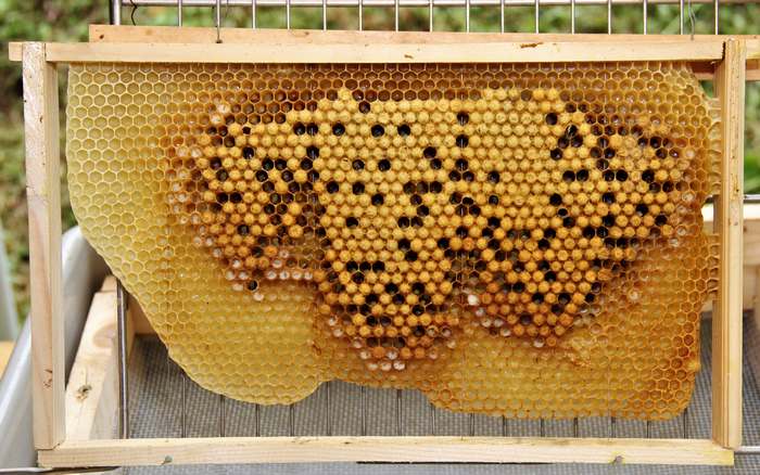 Пчелы на сотах, фото фотография насекомые