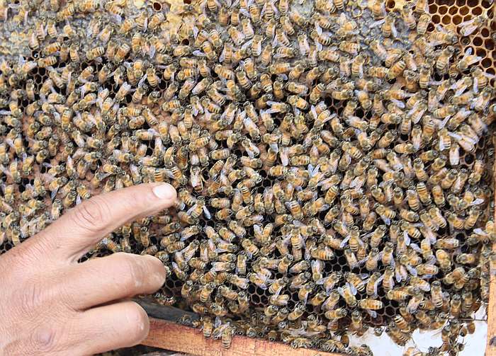 Пчелиная семья на сотах в рамке, фото фотография насекомые