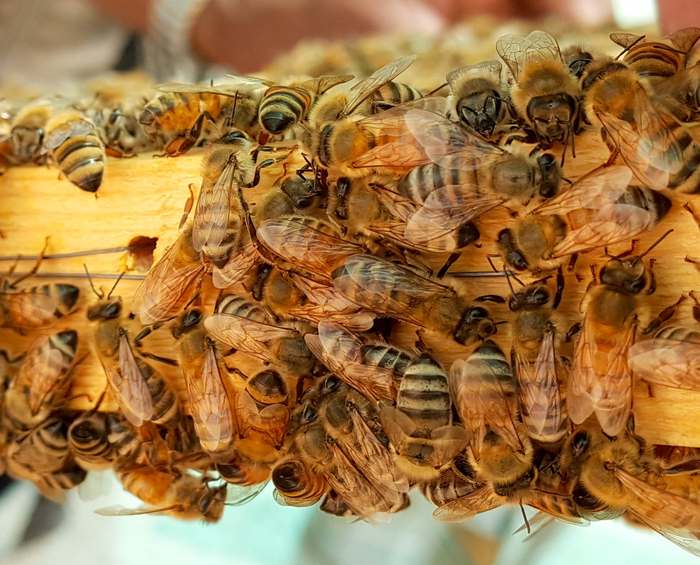 Медоносные пчелы на рамке сот, фото фотографии насекомые