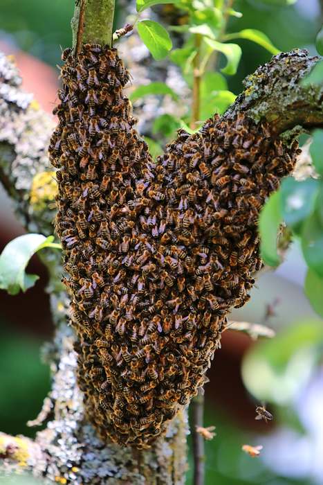 Пчелиный рой на дереве, фото фотографии насекомые