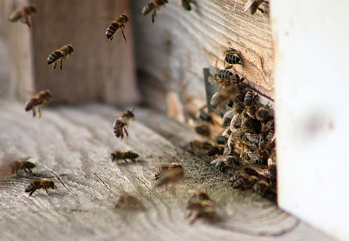 Пчелы у летка, пчелы возвращаются в улей, фото фотографии насекомые