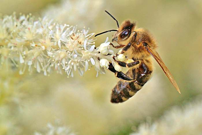 Медоносная пчела собирает нектар и пыльцу, фото фотографии насекомые