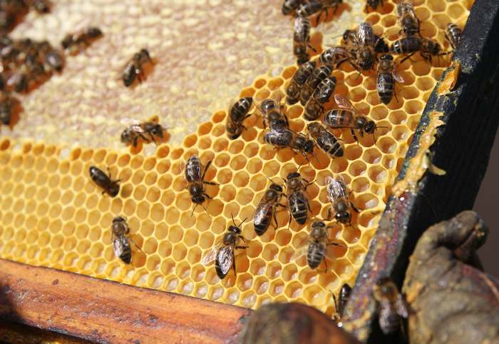 Пчелы на рамках улей соты, фото фотографии насекомые