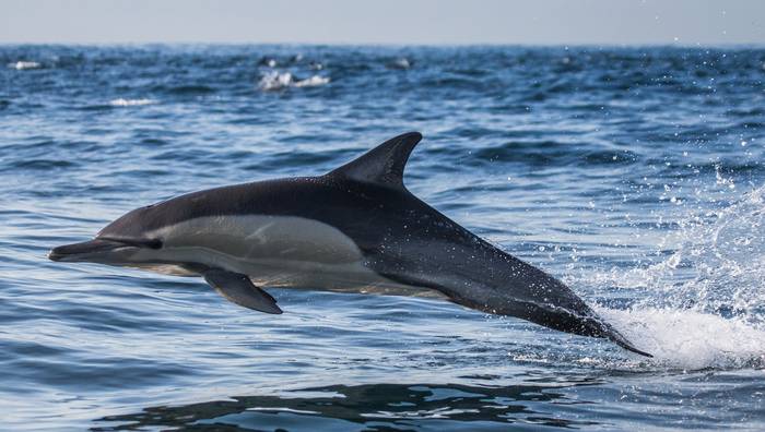 Дельфин-белобочка (Delphinus delphis), фото фотография морские млекопитающие