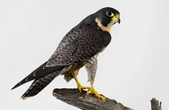 C- (Falco peregrinus),    
