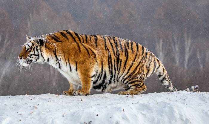  ,   (Panthera tigris altaica),    