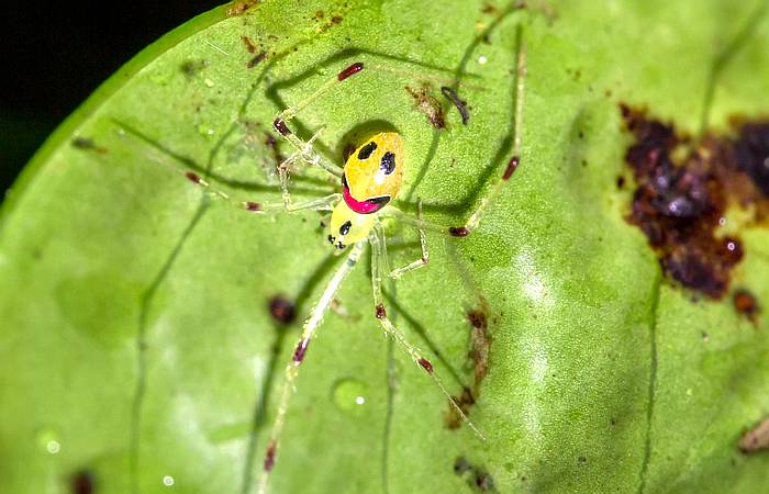 Улыбающийся паук (Theridion grallator), фото фотография изображение