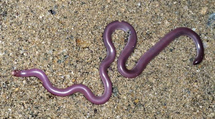 Обыкновенная, или червообразная слепозмейка (Typhlops vermicularis), фото фотография змеи
