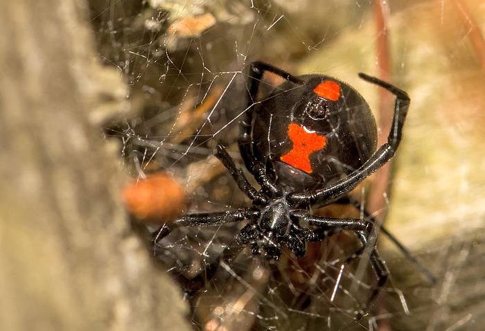 Паук чёрная вдова (Latrodectus mactans), фото фотография пауки