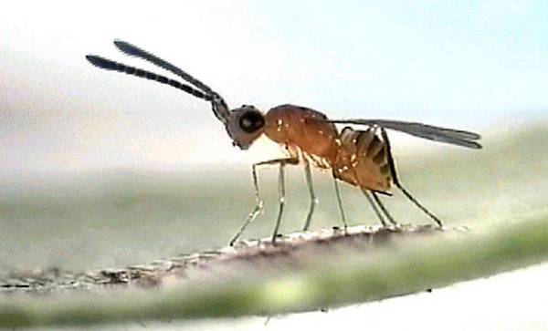 Оса-наездник Megaphragma caribea, фото фотография насекомые