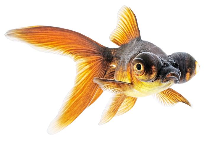 Золотая рыбка - телескоп, фото аквариумные рыбки фотография картинка