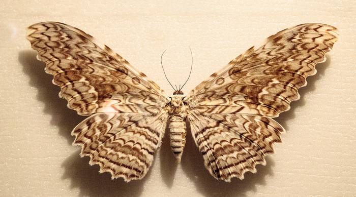 Тизания агриппина (Thysania agrippina), фото бабочки фотография