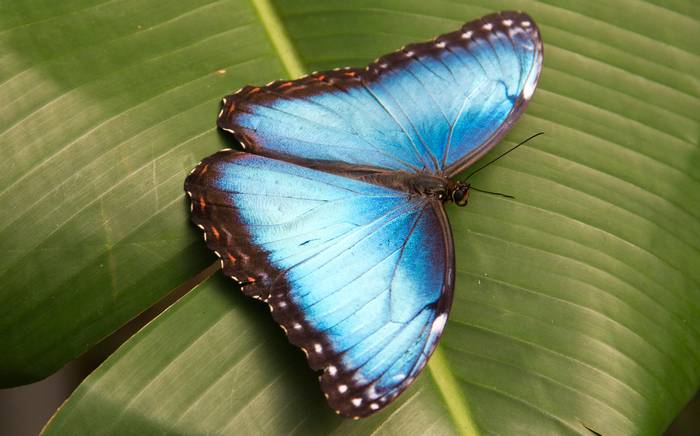 Морфо Пелеида (Morpho peleides), фото насекомые фотография бабочки