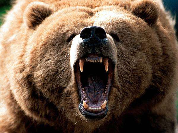 Агрессивный гризли (Ursus horribilis), фото новости о животных фотография медведи