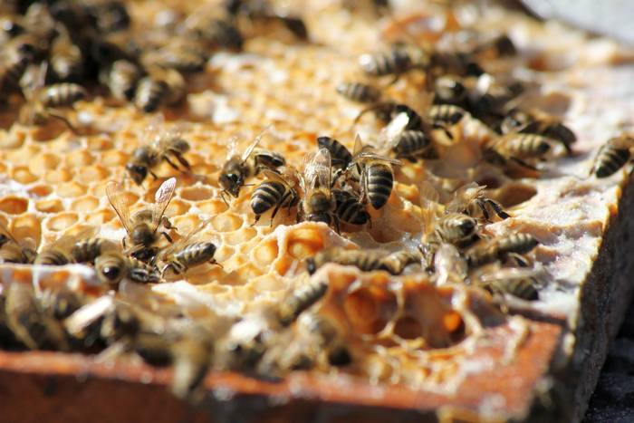 Пчелы на сотах рамках, фото фотография медоносные пчелы