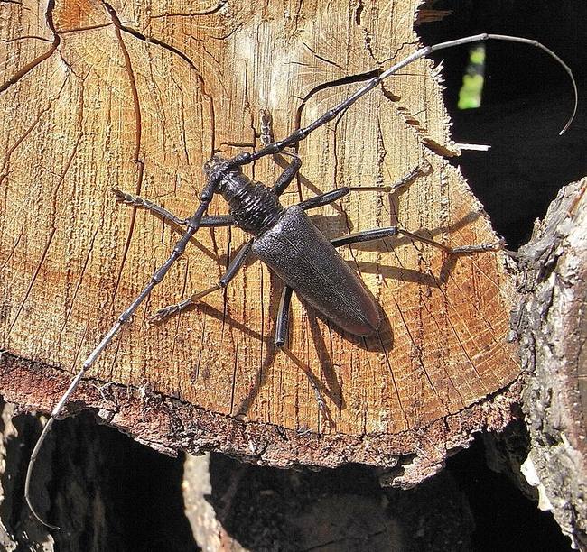 Большой дубовый усач (Cerambyx cerdo), фото жуки фотография