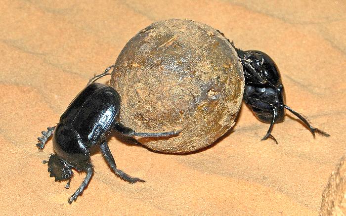Священный скарабей (Scarabaeus sacer), фото жуки фотография