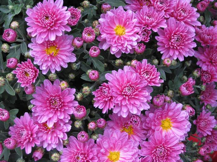  (Chrysanthemum),    