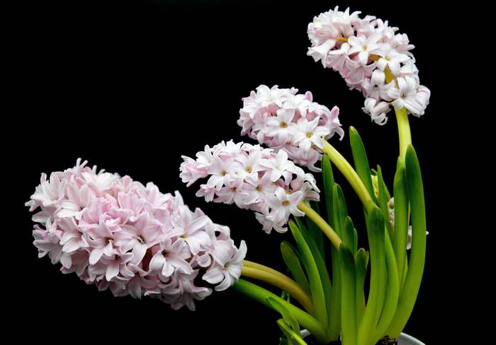   (Hyacinthus orientalis),    