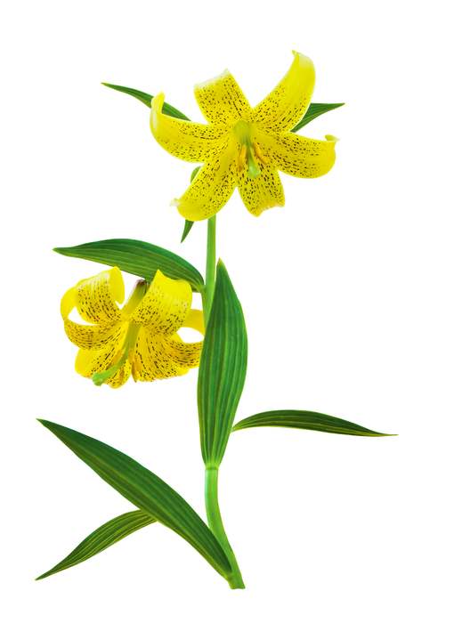   (Lilium monadelphum),    