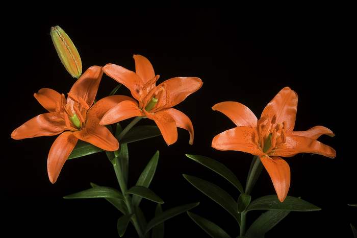   (Lilium concolor),    