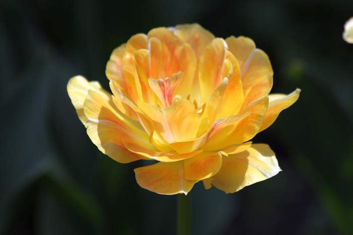   (Tulipa hibrida),    