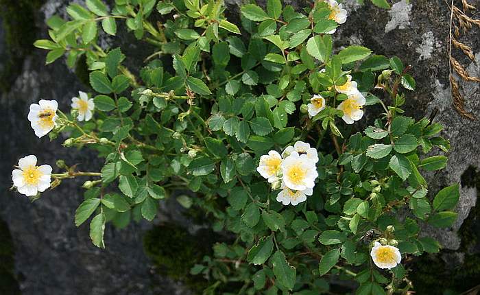   (Rosa multiflora),   