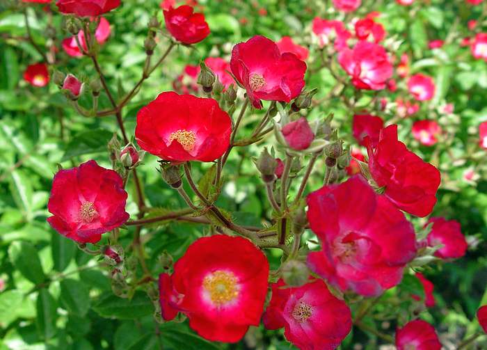   (Rosa multiflora),   