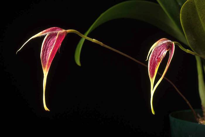  (Bulbophyllum maxillare),   