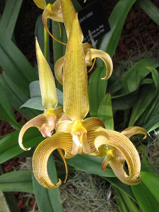   (Bulbophyllum lobbii),   