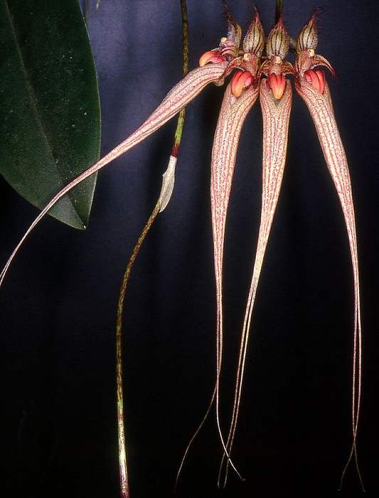   (Bulbophyllum ornatissimum),   