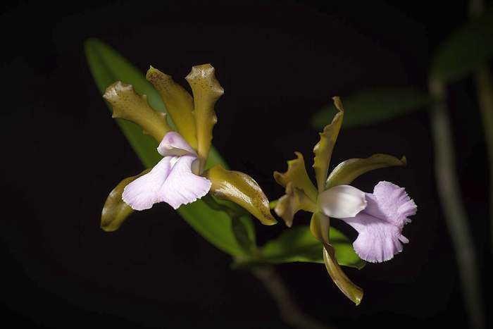   (Cattleya bicolor),   
