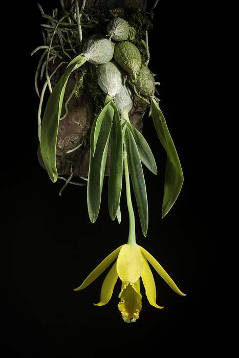   (Cattleya citrina),   