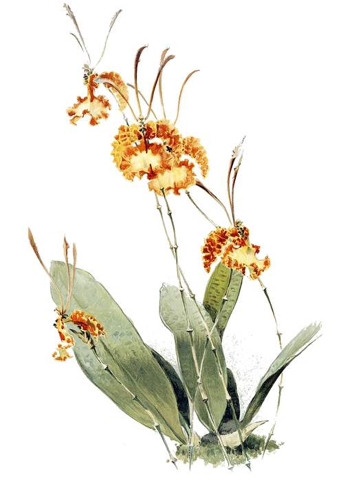   (Oncidium kramerianum),   