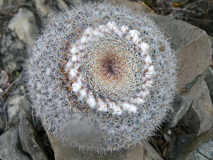   (Mammillaria formosa),   