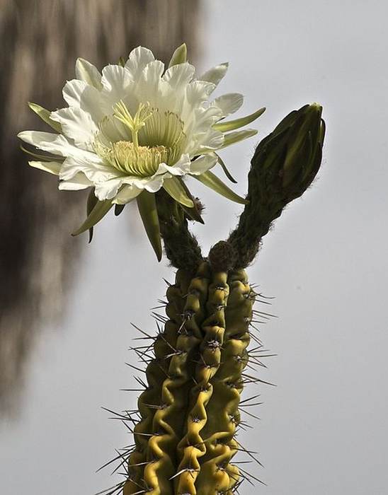   (Echinopsis candicans),   