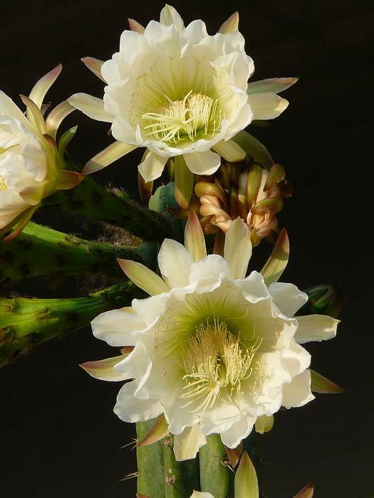  - (Echinopsis pachanoi),   