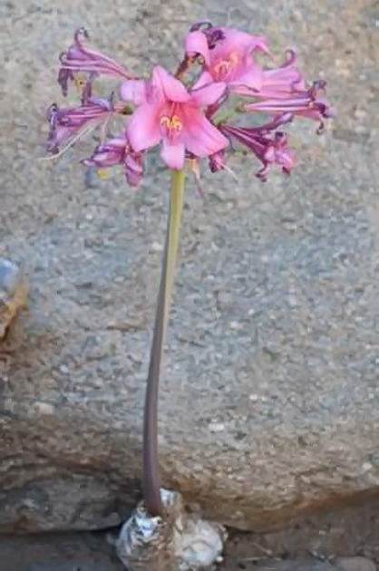   (Amaryllis paradisicola),   