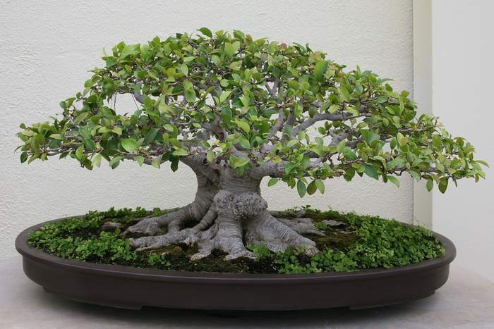   (Ficus retusa),   