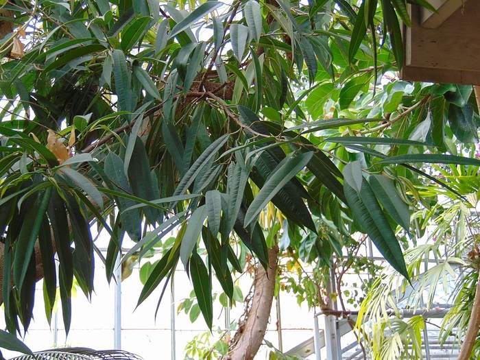   (Ficus binnendijkii),   