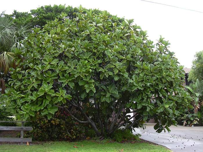   (Ficus lyrata),   