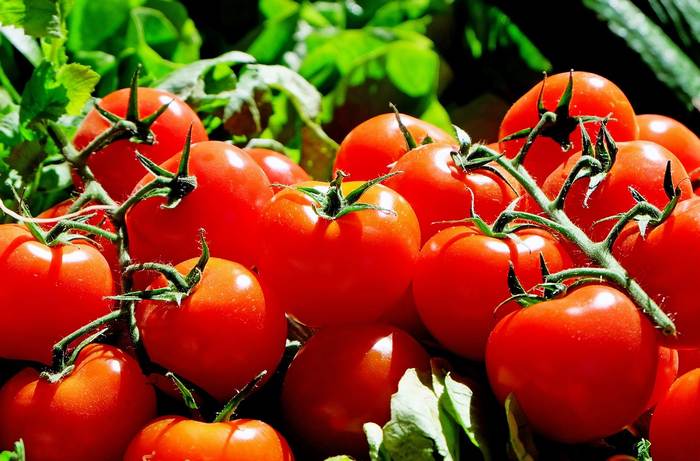 Красные помидоры, томаты, фото фотография овощи