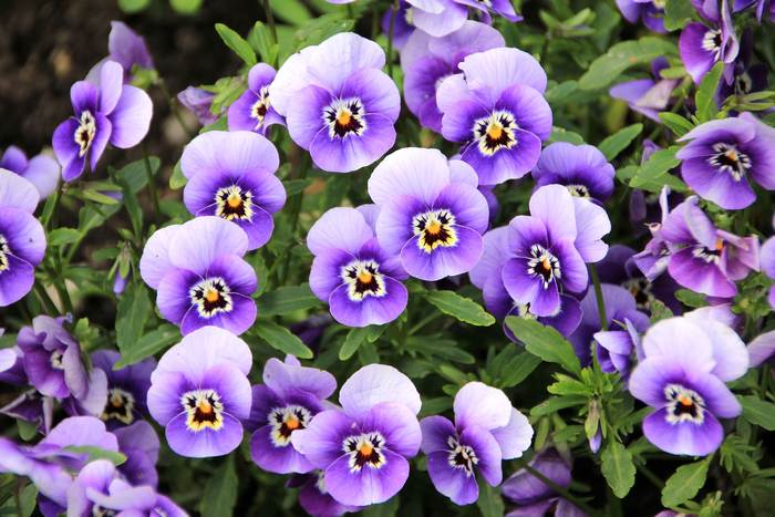 Фиалка трехцветная, анютины глазки (Viola tricolor), фото фотография картинка цветы